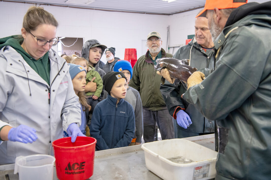 Michigan DNR collects 16 million trout and salmon eggs